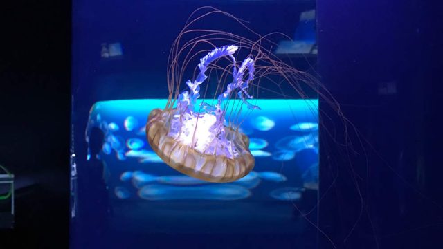 【はぴもりの写真008】「くらげ（パシフィックシーネットル）」