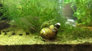 【はぴもりの写真005】「子育て中のミナミヌマエビとヒメタニシ」